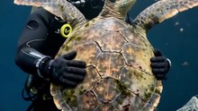 Ancient Sea Turtle Saved From Deadly Ghost Nets
