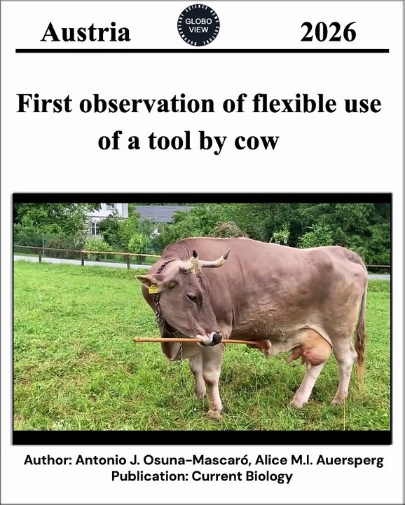 First observation of flexible use of a tool by cow