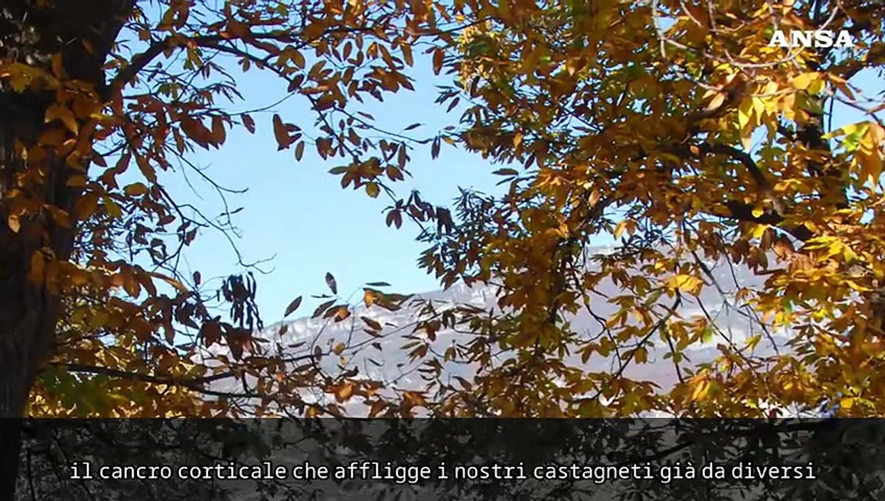 Anche le castagne minacciate dal cambiamento climatico