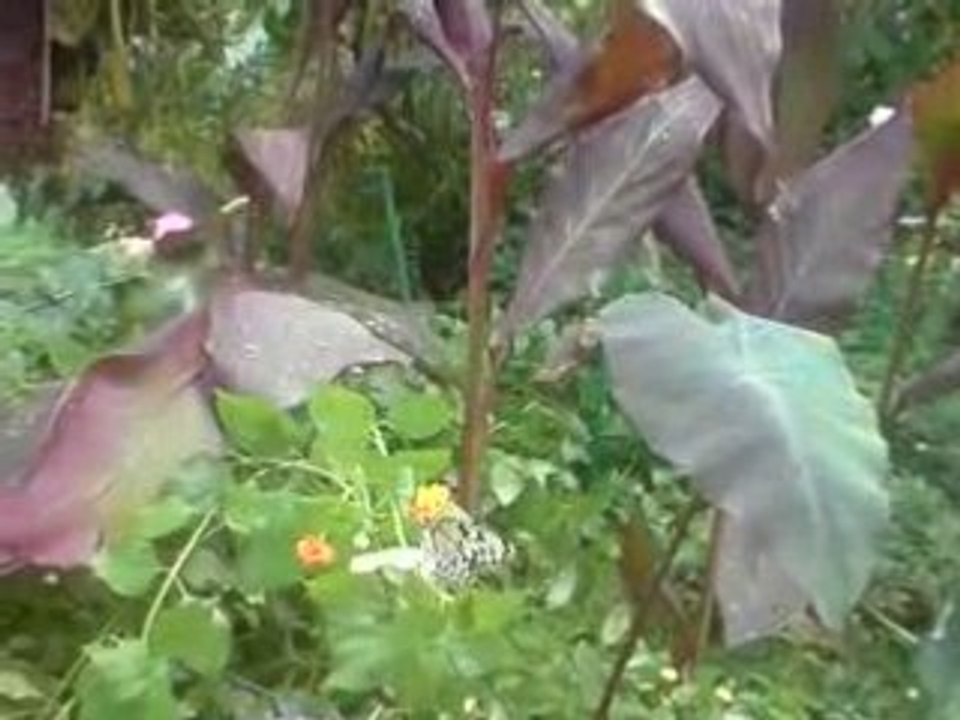 serre au papillon de sanguinet