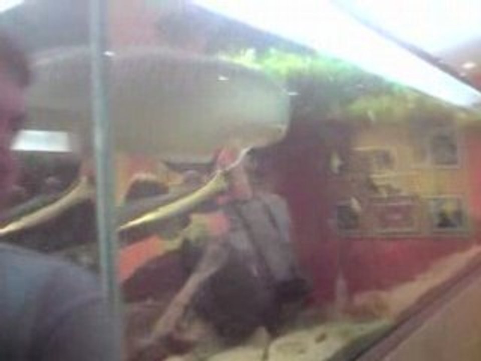 serre au papillon de sanguinet aquarium 5000l