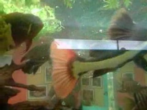 serre au papillon de sanguinet aquarium 5000l