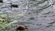 Pond 02