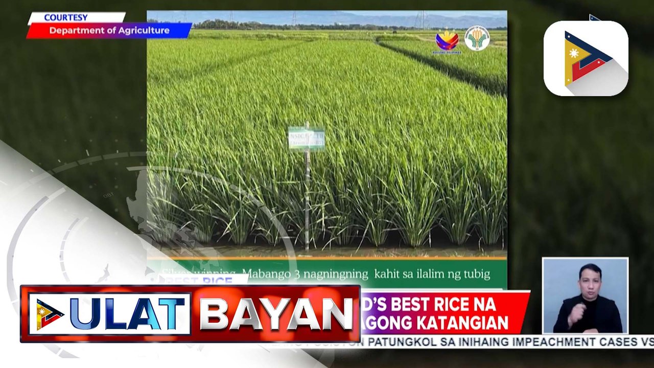 Silver winner ng world’s best rice na ‘Mabango 3,’ may mga bagong ...