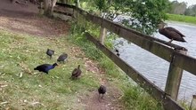 Birds beside pond