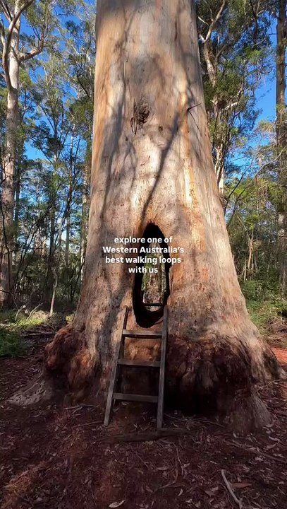 Beedelup National Park Walk