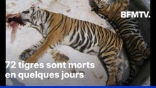 Pourquoi 72 tigres sont décédés subitement dans un parc animalier très touristique en Thaïlande?