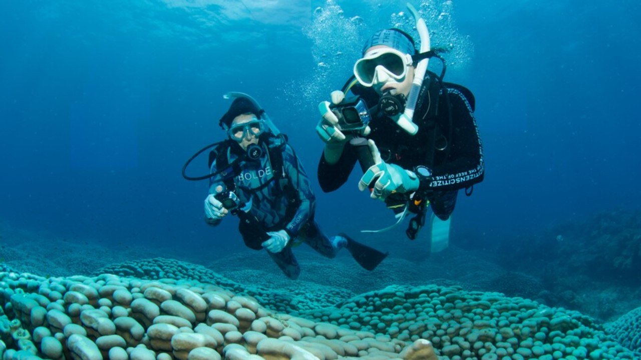 Taucher nehmen uns mit zur größten korallenkolonie der erde
