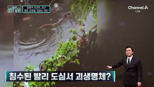 [김종석의 리포트]침수된 발리 도심서 거대 비단뱀 출몰