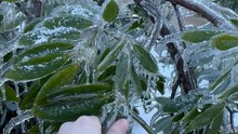 Tree Foliage Enveloped in Ice After Ice Storm in Oxford, Mississippi