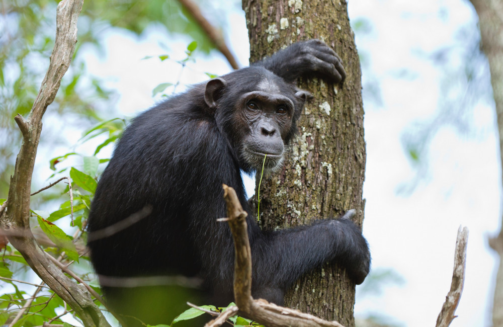 Chimpanzees seek alcohol