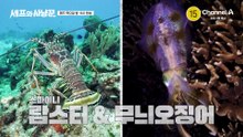 [9회 예고] 무작정 입수했다간 큰코다친다?! 최악의 연속! 랍스터 & 무늬오징어 사냥은 성공할 것인가?!