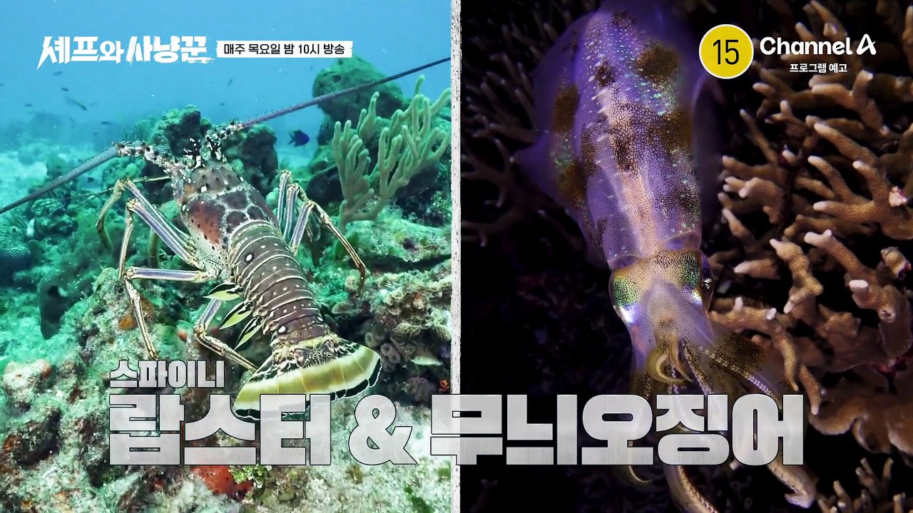 [9회 예고] 무작정 입수했다간 큰코다친다?! 최악의 연속! 랍스터 & 무늬오징어 사...