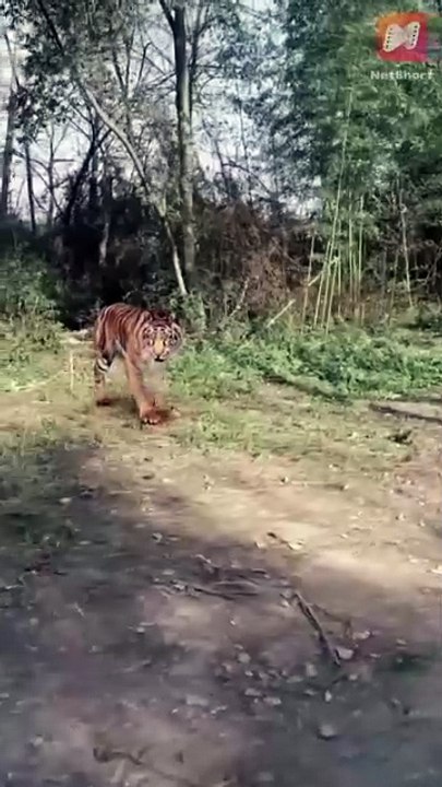 A modern engineer reincarnates as a street thug and uses science to rise as a founding emperor