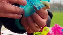 Small baby chicks are covered in this way: