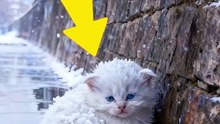 A dog rescues a trapped cat, and the kitten's plea for help results in the dog giving the dog a home in return