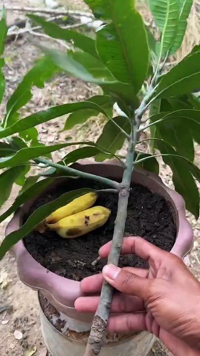 How to grow mango trees using bananas to get lots of fruits in a short time