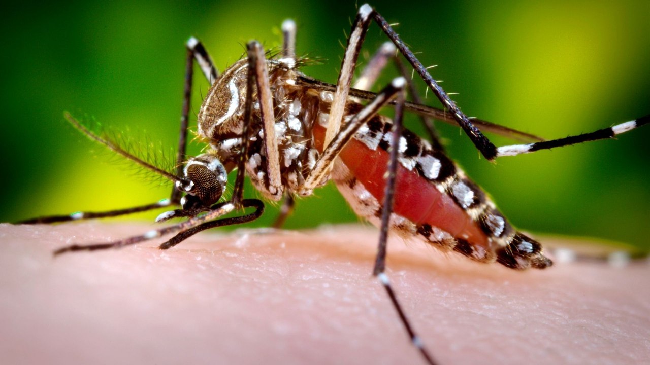 "No hay fronteras para el mosquito": Experto advierte sobre la imparable expansión del dengue por la crisis climática