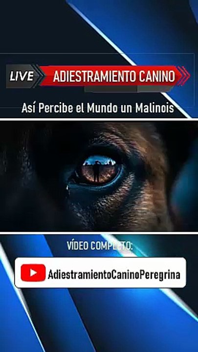 Así percibe el mundo un Pastor Malinois