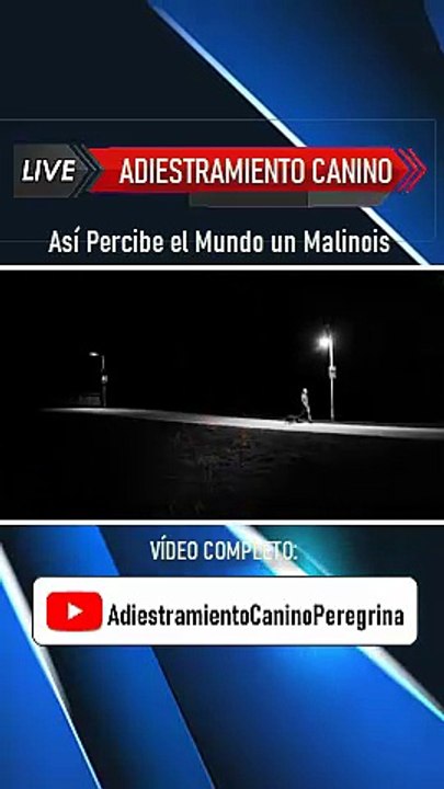 Así percibe el mundo un Malinois