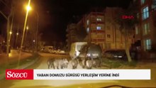 Hatay'da yaban domuzu sürüsü yerleşim yerine indi