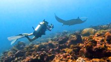 Did You Know You Can Adopt A Manta Ray?