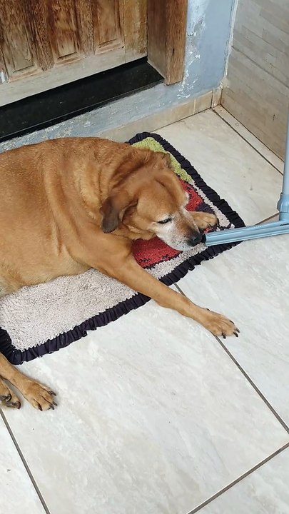 cachorrona