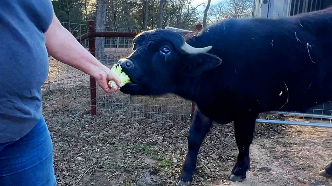 Water Buffalo Was So Lonely Until He Met His Sisters