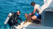 Diver Rescues A Sea Turtle Who Got Bit By A Shark