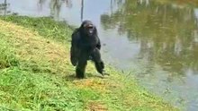 Chimp Chained Up For Thirty Four Years Gets His Own Island