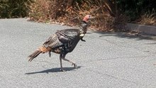 Wild Turkey Found With An Arrow Sticking Out of Her Chest