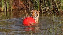 Tiger Rescued From A Zoo Now Clings To His Favorite Giant Red Ball