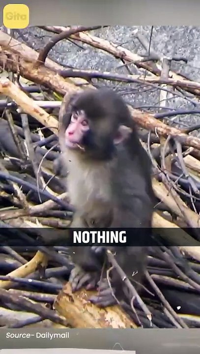 Monkey Tendency __ Acharya Prashant