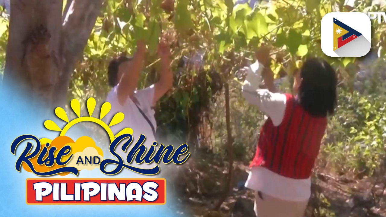 Komunidad sa Brgy. Bulalacao, Mankayan, Benguet, nagkaisa para magkaroon ng gulayan sa paaralan sa ilalim ng Project LAWA at BINHI ng DSWD | ulat ni Jezryl Khate Lapizar ng PTV Cordillera