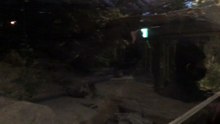 Female Manuls Chasing Each Other