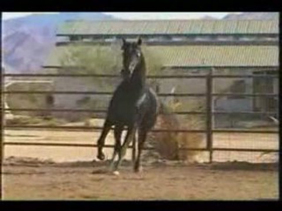"Black" Arabian Stallion 2nd video