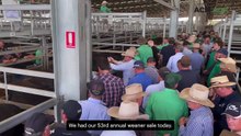 'Everything on the move' at Nutrien feature store cattle sale at Ballarat