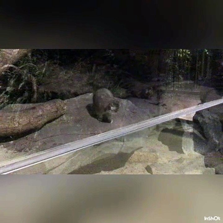 Manul Mother Az and One of Her Daughters