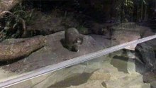 Manul Mother Az and One of Her Daughters