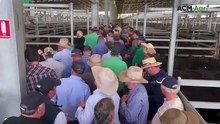Single family supply 500 weaners to Ballarat feature cattle sale