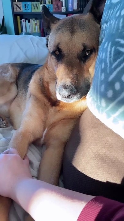 Funniest dogs -Gentl Golden Retriever Dogs And cuddly dog Are best friends -cute puppies dogs How! Follow us for more cute content 🐾🐩