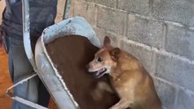 The Hardest Working Dog on the Construction Site! 🐶😂 | Ultimate Funny Video Humor
