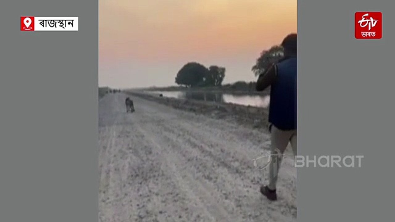 জংঘল এৰি ৰাস্তাত গম্ভীৰ খোজেৰে আগে আগে চিতা, পিছে পিছে মোবাইল লৈ ফটো তোলোতা