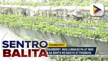 Strawberry farms sa La Trinidad, Benguet, elevated planting na ang ginagawa para iwas-perwisyo tuwing may baha; strawberry picking, magiging hassle-free rin | ulat ni Christine Bornolla-Sabaway - PTV Cordillera