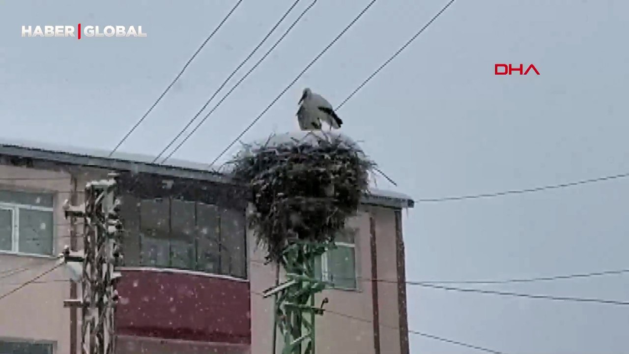 Ardahan'a erken gelen leylekler yoğun kar yağışına rağmen yuvalarını terk etmedi