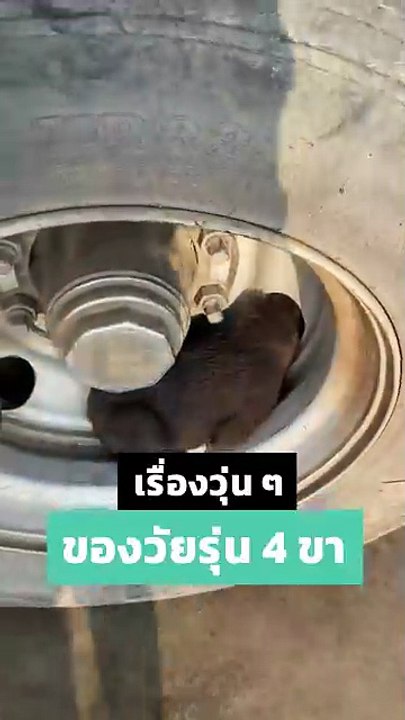 เรื่องวุ่น ๆ ของวัยรุ่น 4 ขา