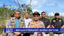 Dirkrimsus Polda Riau Usut Motif Kematian Anak Gajah si Tesso Nilo, Kesengajaan Atau Kelalaian?