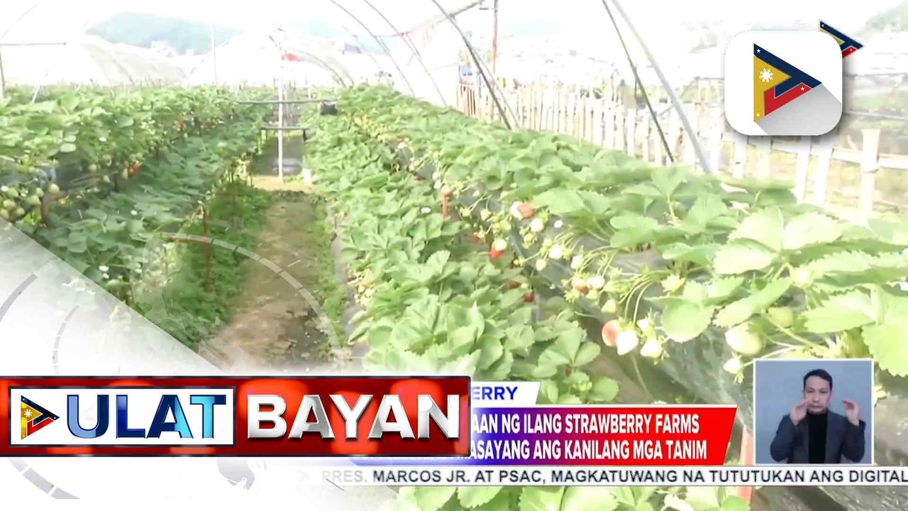 Strawberry farms sa La Trinidad Benguet, may bagong istratehiya para hindi mapinsala ang kanilang pananim tuwing may kalamidad | ulat ni Christine Bornolla-Sabaway ng PTV Cordillera