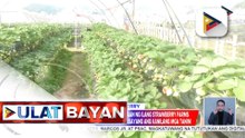 Strawberry farms sa La Trinidad Benguet, may bagong istratehiya para hindi mapinsala ang kanilang pananim tuwing may kalamidad | ulat ni Christine Bornolla-Sabaway ng PTV Cordillera
