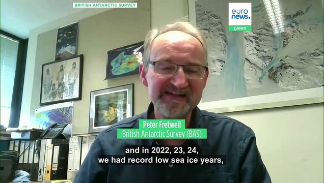 Emperor penguins face growing threat as sea ice disappears